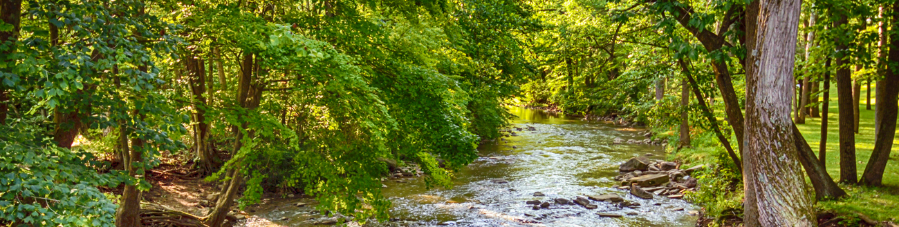 Stream running along the landscape of trees